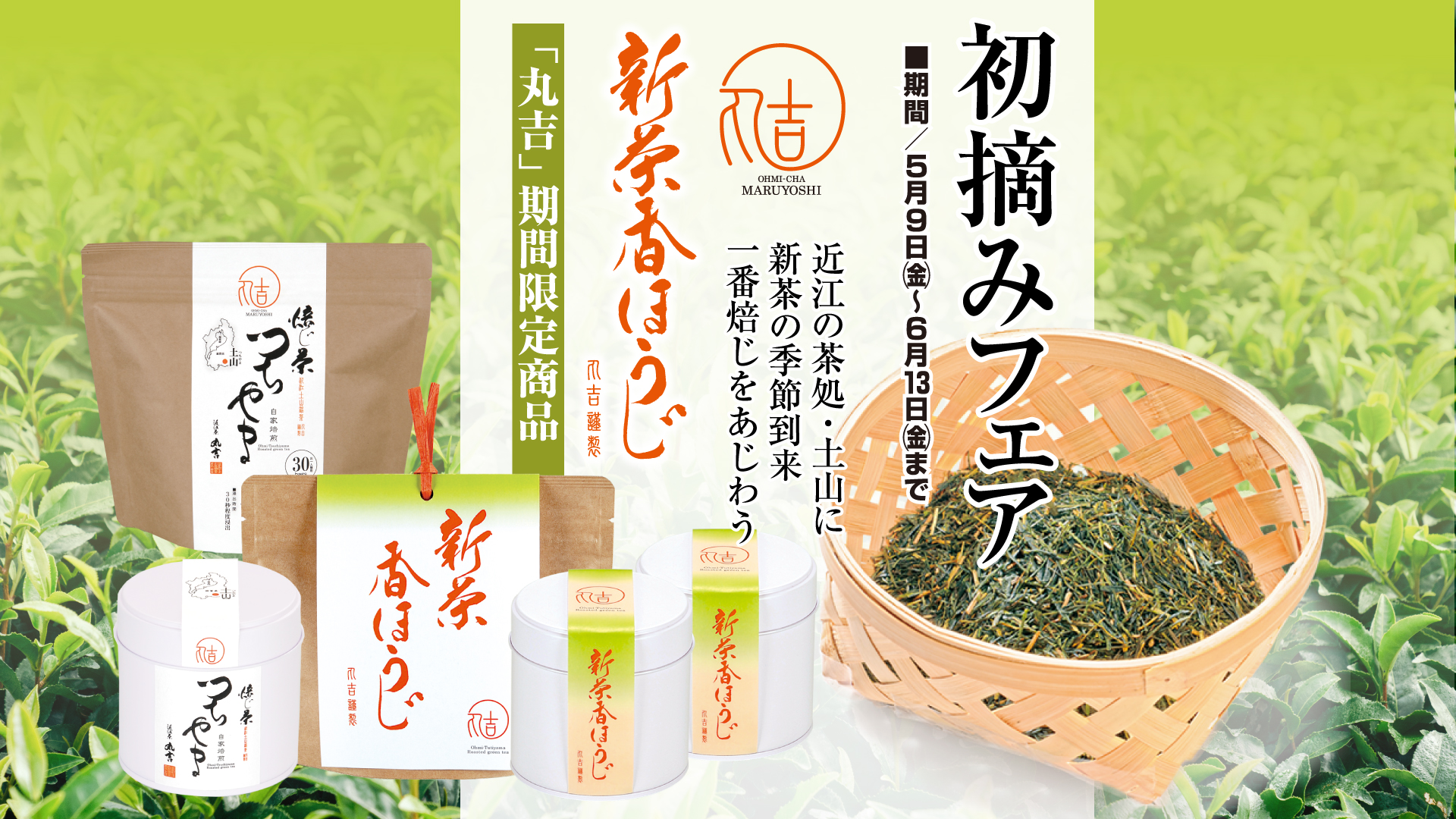 丸吉新茶初摘みフェアと「新茶香ほうじ」